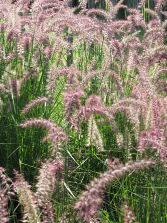 Pennisetum “Karley Rose”